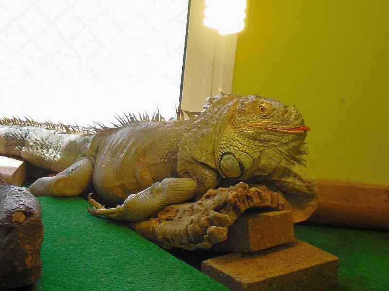 Name:  haustier.jpg
Hits: 394
Gre:  65,4 KB