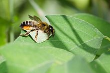 Name:  220px-Leafcutter_bee_by_Bernhard_plank.jpg
Hits: 257
Gre:  6,6 KB