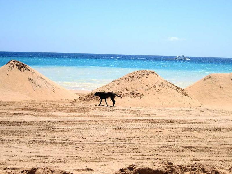 Name:  Tauro Düne mit Hund.jpg
Hits: 890
Gre:  84,3 KB