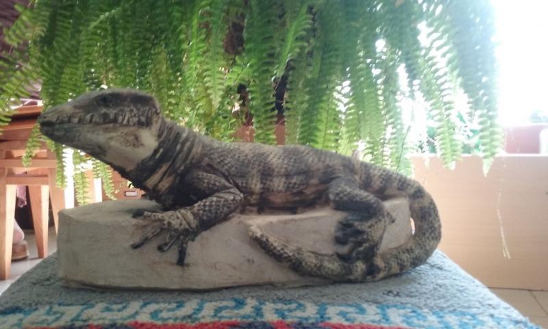 Name:  lagarto.jpg
Hits: 12500
Gr��e:  55,8 KB