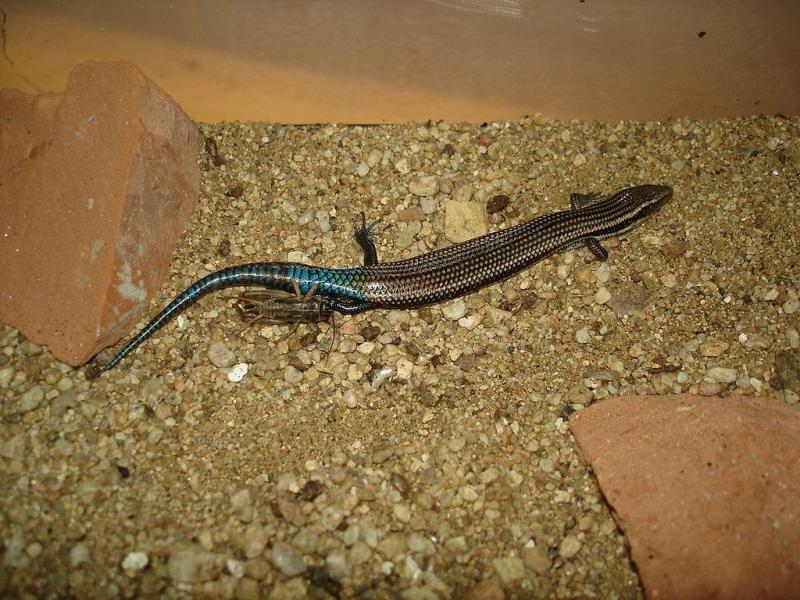 Name:  skink.jpg
Hits: 4050
Gre:  99,5 KB