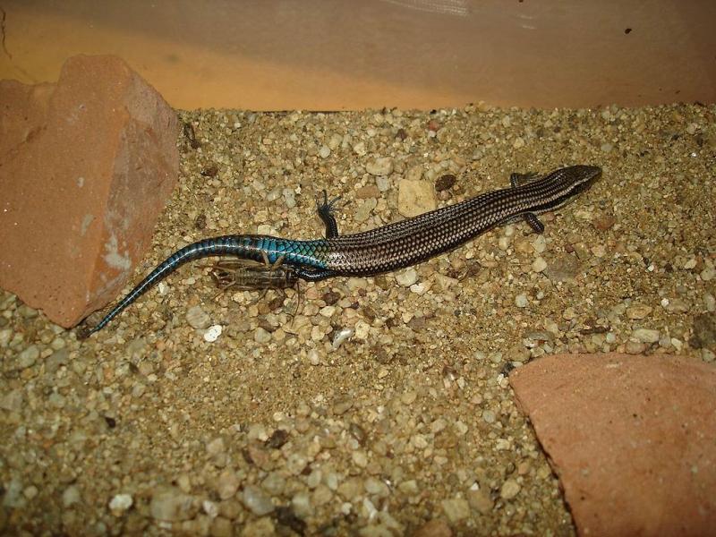 Name:  skink.jpg
Hits: 885
Gre:  99,5 KB