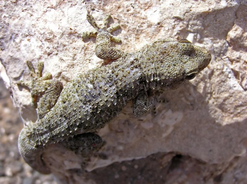 Name:  gecko.jpg
Hits: 4253
Gre:  91,5 KB